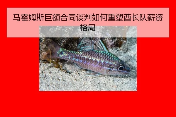 ma-huo-mu-si-ju-e-he-tong-tan-pan-ru-he-zhong-su-qiu-zhang-dui-xin-zi-ge-ju-2-417.jpg